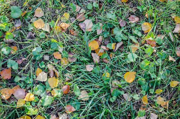 Doku Sarı Sonbahar Birch Yere Bırakır — Stok fotoğraf