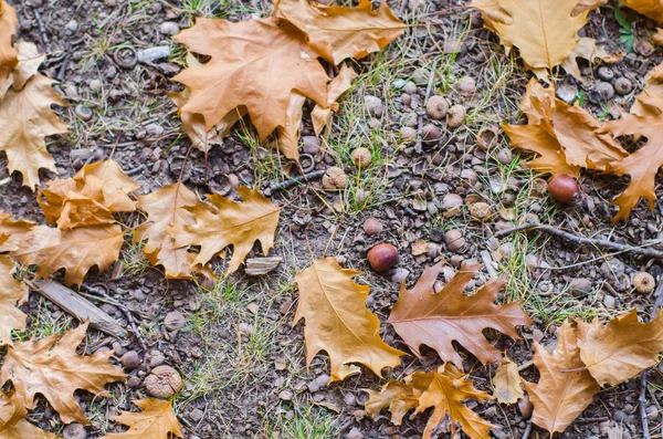 Sonbahar Meşe Yaprağı Meşe Palamutları Yere — Stok fotoğraf