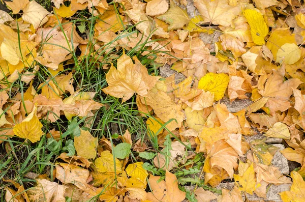 Sarı Sonbahar Huş Akçaağaç Doku Yere Bırakır — Stok fotoğraf