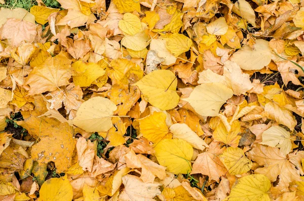 Sarı Sonbahar Huş Akçaağaç Doku Yere Bırakır — Stok fotoğraf