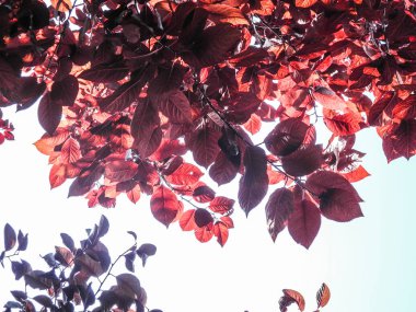 Gökyüzünün arka planda sonbahar kırmızı ağaç dalları