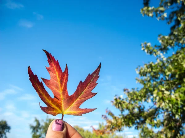 stock image Maple red-orange leaf on the background of sky. The leaf is held by 2 female fingers with pink nails