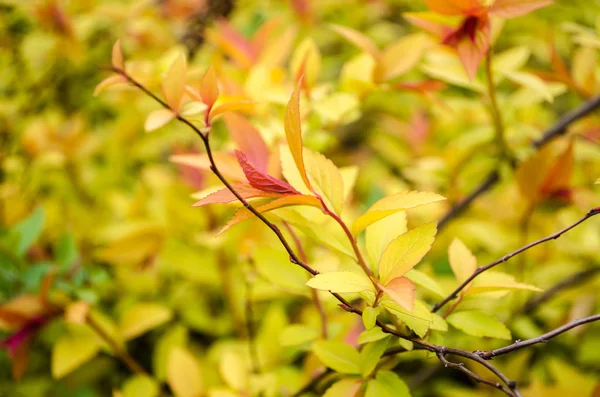 Sonbahar Sarı Ağaç Dalları Nazik Kırmızı Portre Bırakır — Stok fotoğraf
