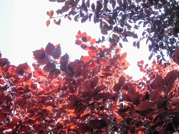 Otoño Ramas Árbol Rojo Fondo Del Cielo — Foto de Stock