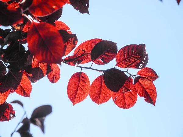 Gökyüzünün Arka Planda Sonbahar Kırmızı Ağaç Dalları — Stok fotoğraf