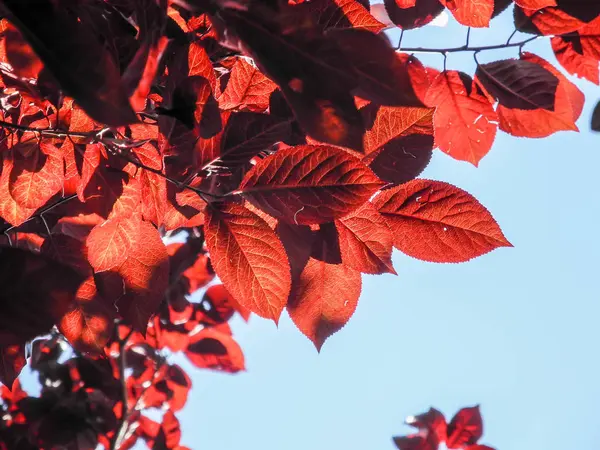 Gökyüzünün Arka Planda Sonbahar Kırmızı Ağaç Dalları — Stok fotoğraf
