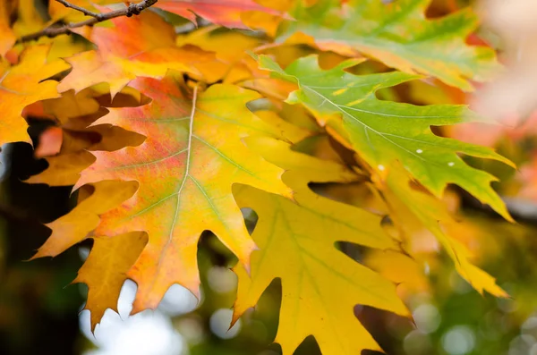 支店のクローズ アップの秋黄色オレンジ色のカシの葉 — ストック写真