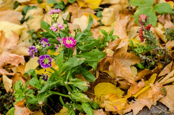 Sarı Sonbahar Yaprakları Arka Plan Üzerinde Küçük Mor Çiçekler — Stok fotoğraf