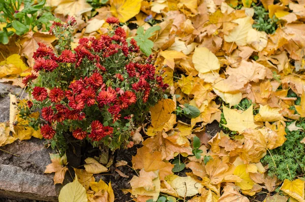 紅葉の背景に赤の小さな菊の葉します — ストック写真