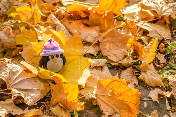 秋の葉の上の小さなペンギン グッズ 変な帽子のクローズ アップでペンギン — ストック写真