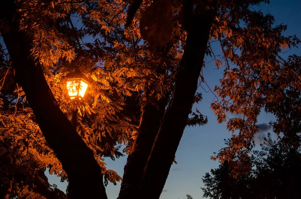 Lanterna Laranja Ilumina Folhas Uma Árvore Noite — Fotografia de Stock