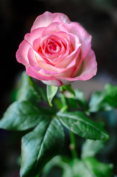 Sanft Rosa Rose Auf Verschwommenem Hintergrund Nahaufnahme — Stockfoto