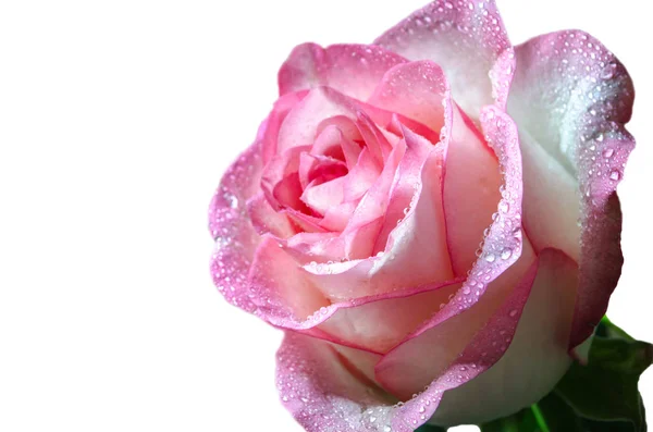 Rosa Rosa Tenue Con Gocce Rugiada Sfondo Sfocato — Foto Stock