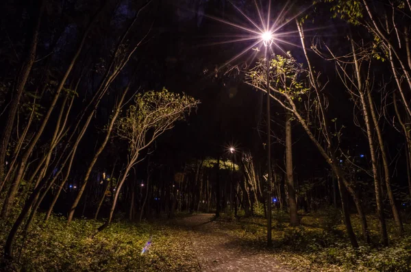 公园里的夜林中的人行道上挂着发光的灯笼 夜园景观 — 图库照片