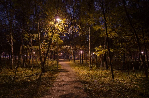 Vandringsled Natt Skogen Parken Med Glödande Lyktor Landskapet Natt Park — Stockfoto