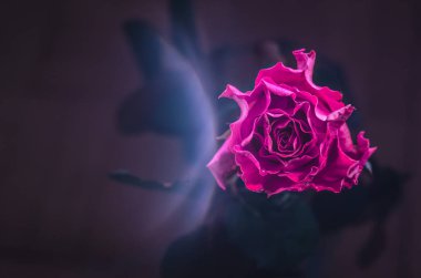 siyah arka plan üzerine dalgalı yaprakları ve çiğ damlaları ile koyu kırmızı gül