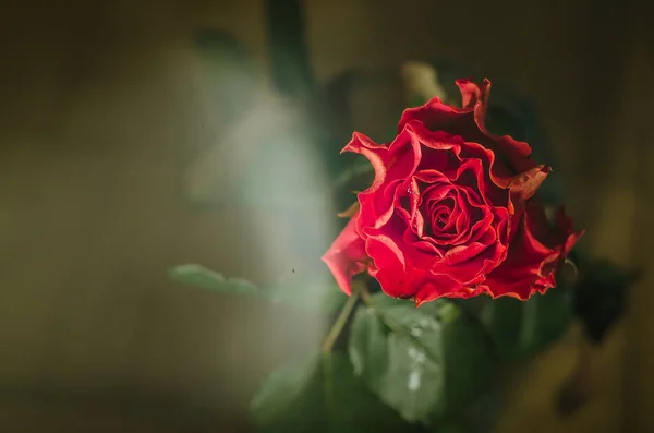 Rosa Rossa Con Petali Ondulati Gocce Rugiada Sfondo Nero — Foto Stock