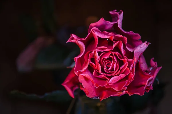 黒い背景に波状の花弁と露の滴の赤いバラ — ストック写真
