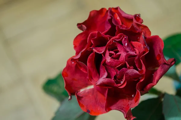 Red rose with wavy petals and drops of dew on light background