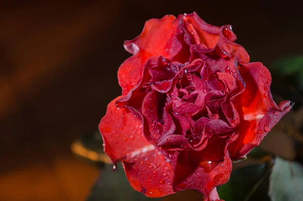 Red rose with wavy petals and drops of dew on light background