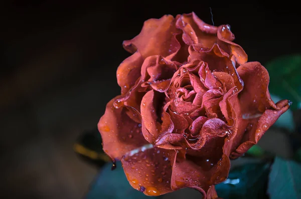 Rosa Naranja Con Pétalos Ondulados Gotas Rocío Sobre Fondo Negro — Foto de Stock