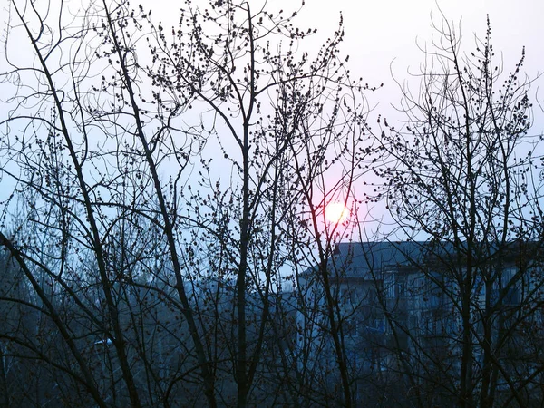 Coucher Soleil Dans Vue Sur Ville Travers Les Branches Arbres — Photo