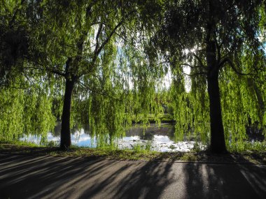 Uzun ağaç söğüt dalları parkta gölet yukarıda bekle. Zıt gölge ağacı.
