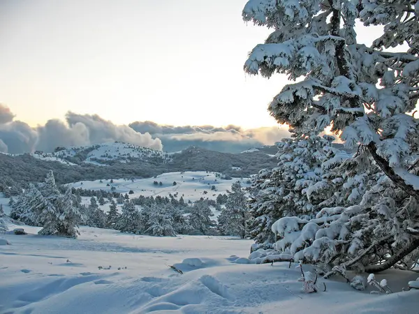 Montañas Cubiertas Nieve Con Colinas Cubiertas Bosque Abetos Invierno Montañas — Foto de Stock
