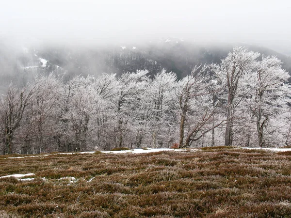 Forêt Sapins Enneigés Sur Les Collines Paysage Montagnes Hiver — Photo