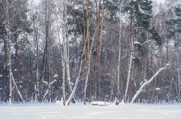 Winter Forest Wall Trees Snow Covered Branches — Stock Photo, Image