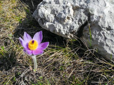 Pasque-çiçek mor çiçek bahar closeup dağ yamacında çiçeklenme.