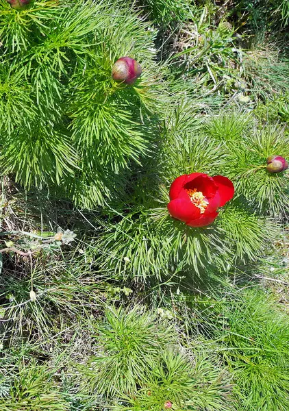 Kırmızı Çiçek Köknar Bush Closeup Çiçekli Köknar — Stok fotoğraf