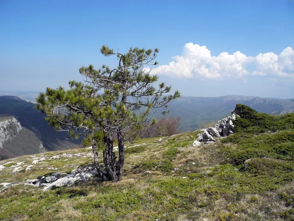 Spruce Background Mountains Green Mountains Spring — Stock Photo, Image