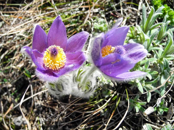 Butiful Pasque Çiçek Mor Çiçek Bahar Closeup Toprağa Çiçek Açan — Stok fotoğraf