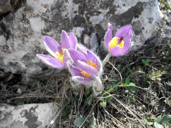 Flor Violeta Pascual Floreciendo Ladera Montaña Primavera — Foto de Stock