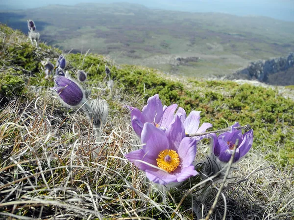 Pasque Çiçek Mor Çiçek Bahar Closeup Dağ Yamacında Çiçeklenme — Stok fotoğraf