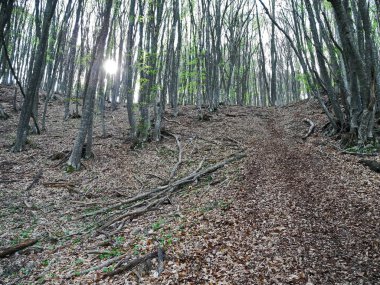 Orman hill ve orman yol bahar kapsar.