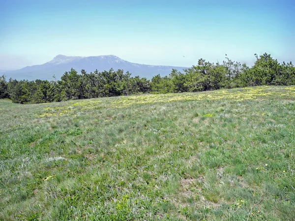 Paisaje Montaña Pradera Verde Con Flores Amarillas Bosque Cordilleras Una —  Fotos de Stock