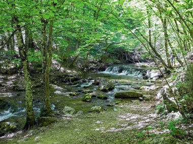 Nehir yeşil bahar ormandaki orman iz yakınındaki güzel nehir eşikleri ile basamaklı. Bahar Kırım Dağları