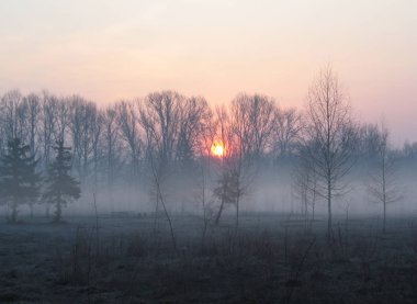Sunrise over the trees in the park. Trees in the morning haze. Empty park benches