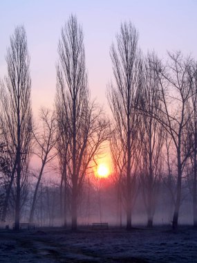 Sunrise over the trees in the park. Trees in the morning haze. Empty park benches