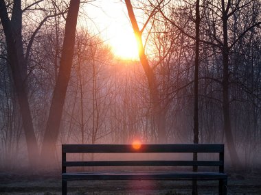Parkta ağaçların üzerinde gündoğumu. Sabahları ağaçlar. Boş Park Bench