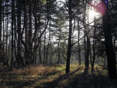 Güneşin büyük Ladin ağaçları ile ormandaki ağaçların arasında parlar