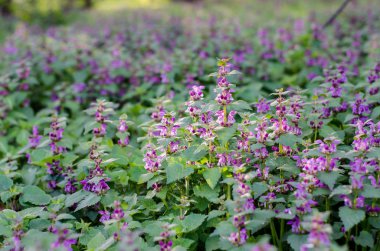 Çiçek açan orman glade, baharda güneşte menekşe çiçekleri . Makrofotoğrafçılık