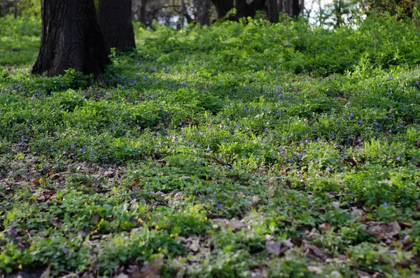 Blooming forest glade, fresh forest grass and small flowers