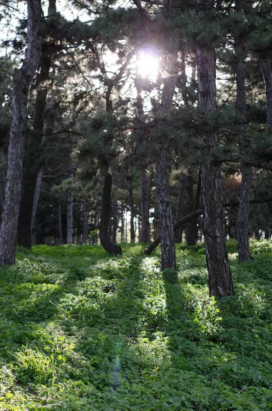 Glade in coniferous forest. Fresh forest grass in Sun rays.