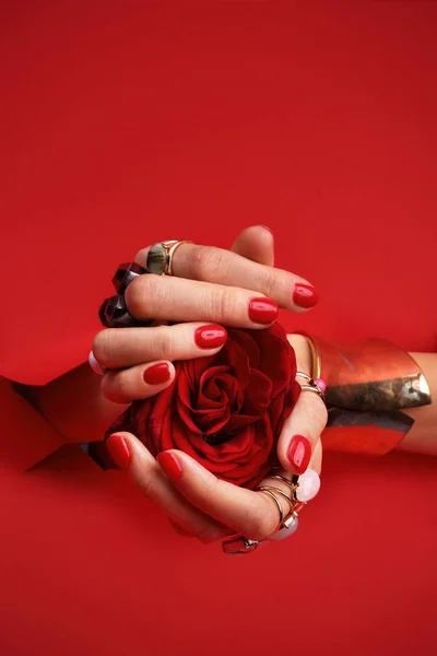 Rote Maniküre Die Frau Hält Eine Rosenblume Ihren Händen — Stockfoto