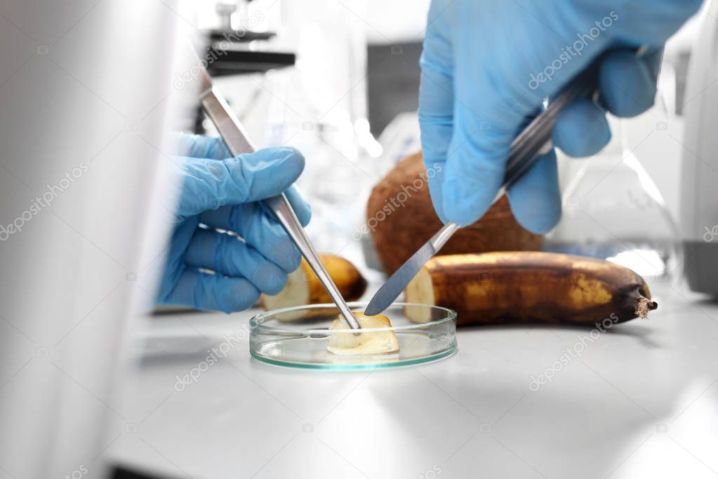 Microbiological examination of food in the laboratory. The laboratory worker analyzes the composition of the collected sample.