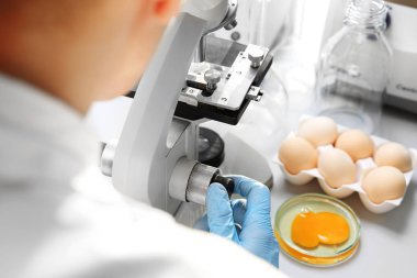 Laboratuvar araştırma, kalite test yumurta. Yumurta kalitesini laboratuvarda test.
