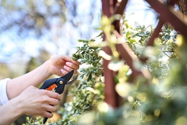 Berkebun. Perawatan tanaman di kebun . — Stok Foto